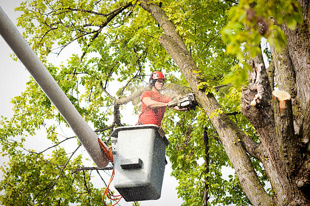 Best Tree Pruning Services  in Everett, MA